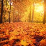 【秋といえば何？】旬の食べ物・行事・花など、秋からイメージできるものを紹介