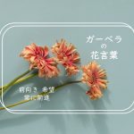 【デイジーの花言葉】色別の花言葉、怖い意味、名前の由来、おすすめの贈り方