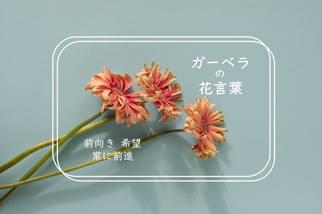 ガーベラの花言葉｜色・本数別の意味、怖い意味とは？誕生花や贈り方も紹介